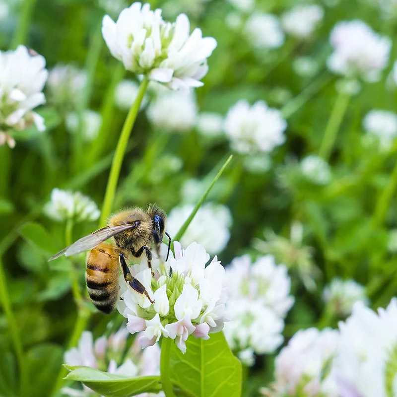 White Clover Seeds - Image 6