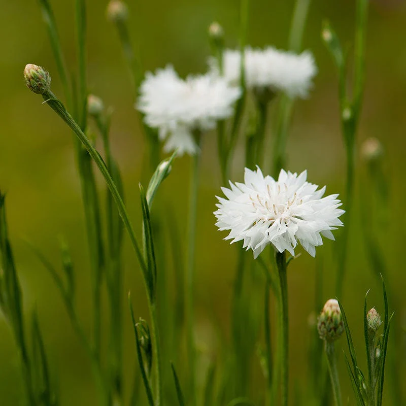 White Cornflower or Bachelor Button Seeds - Image 2