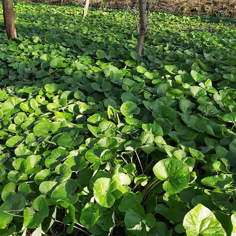 Wild Ginger Seeds