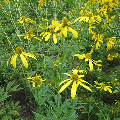 Wild Golden Glow Seeds - Image 3