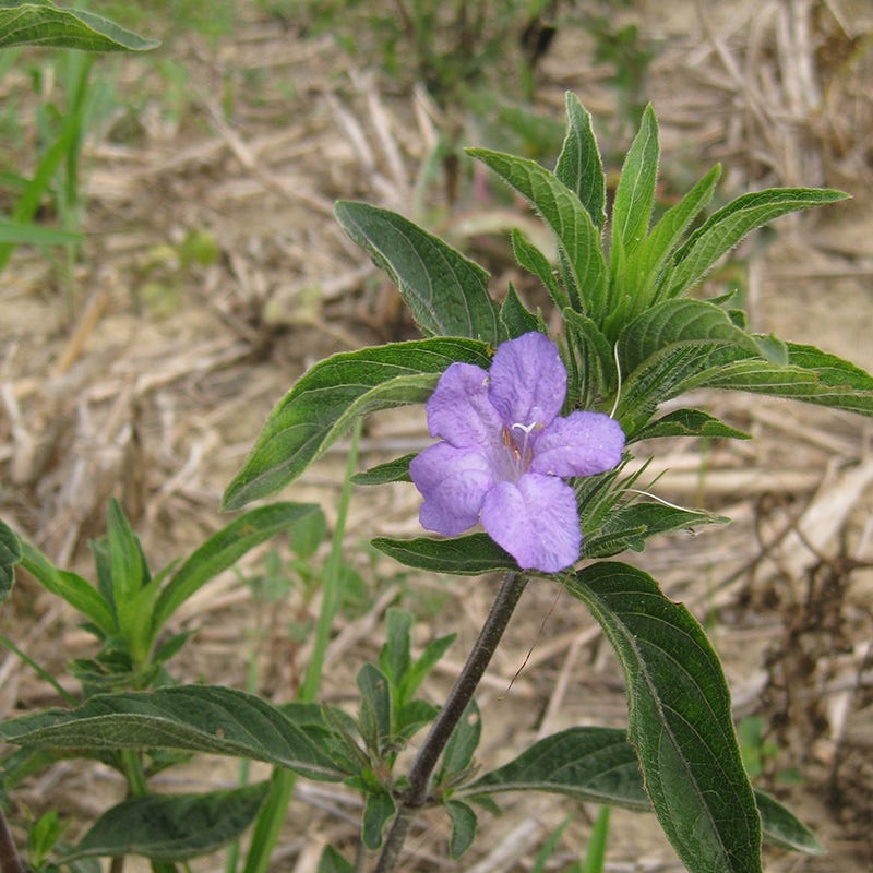 Wild Petunia Seeds - Image 4