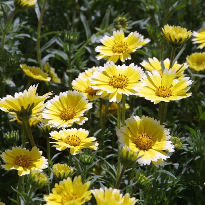 Yellow Wildflower Seed Mix - Image 3