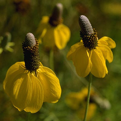 Yellow Prairie Coneflower Seeds - Image 4