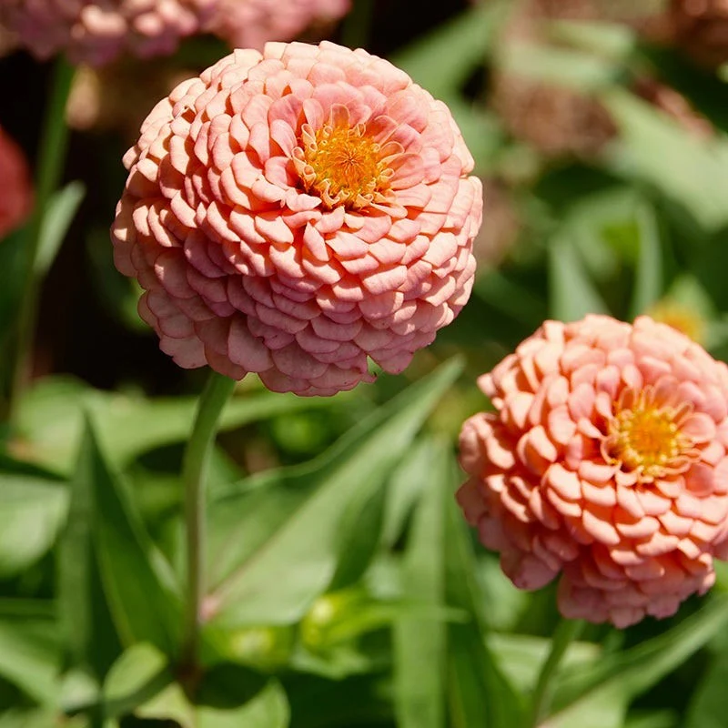 Bubblegum Zinnia Seed Mix - Image 3