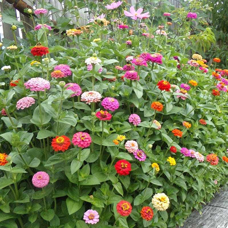 Monarch Butterfly Bloom Booster Seed Packet Set - Image 6