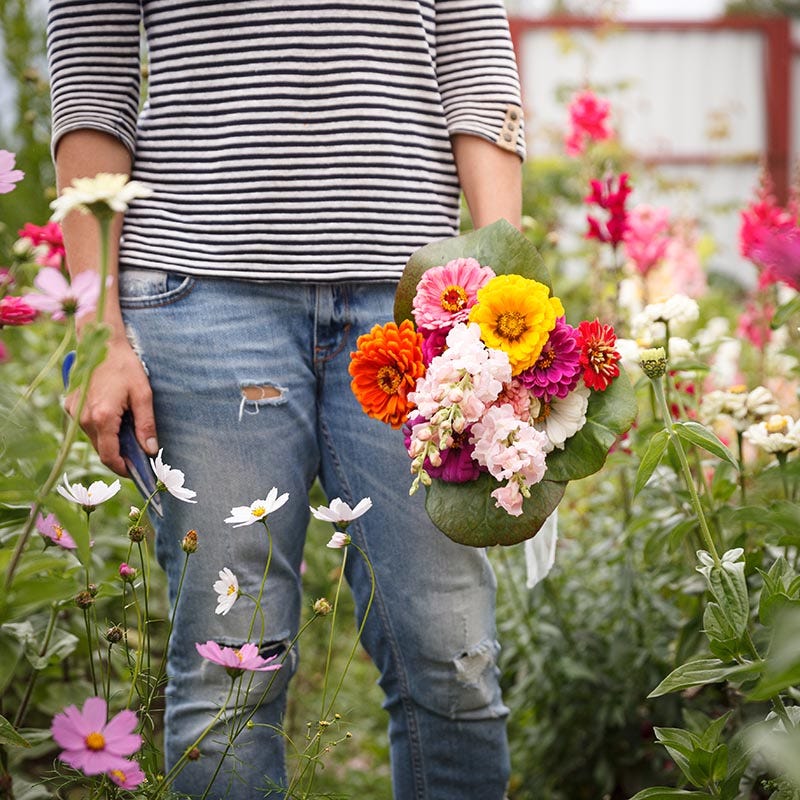 Cut & Come Again Zinnia Seeds - Image 3