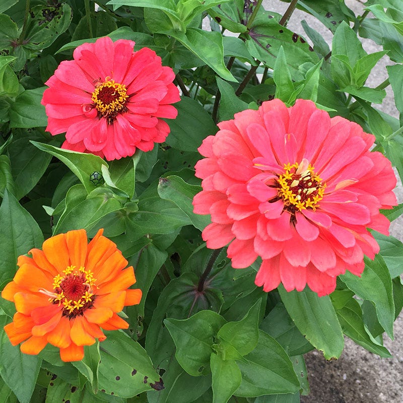 Fruity Beauty Zinnia Seed Mix - Image 2