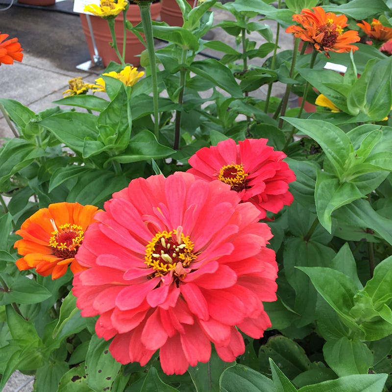Fruity Beauty Zinnia Seed Mix - Image 3