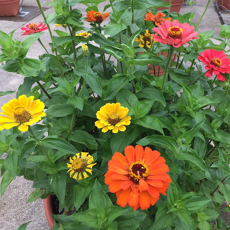 Fruity Beauty Zinnia Seed Mix - Image 4