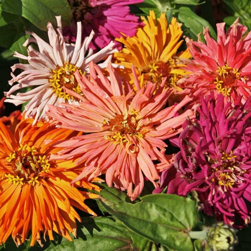 Petal Parade Zinnia Seed Packet Set - Image 4