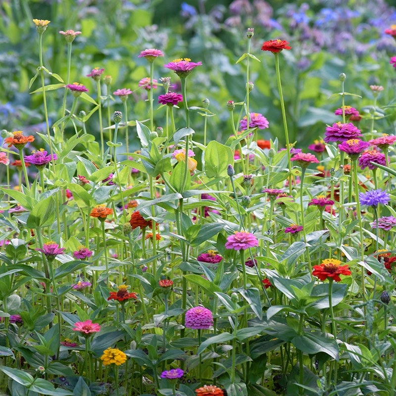 Lilliput Zinnia Seeds - Image 3