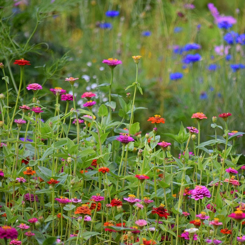Lilliput Zinnia Seeds - Image 4