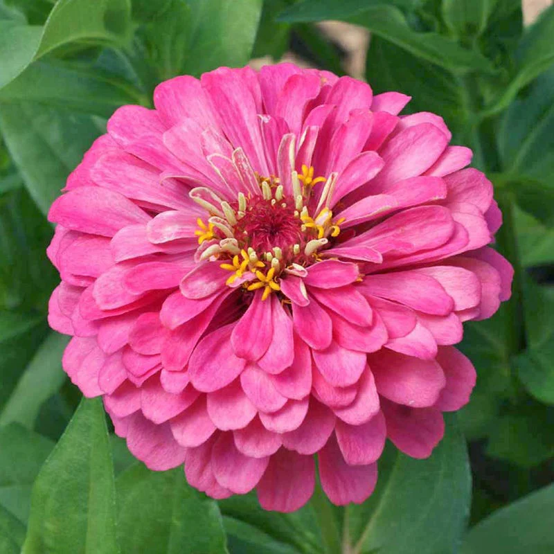 Peachy Keen Zinnia Seed Mix - Image 4