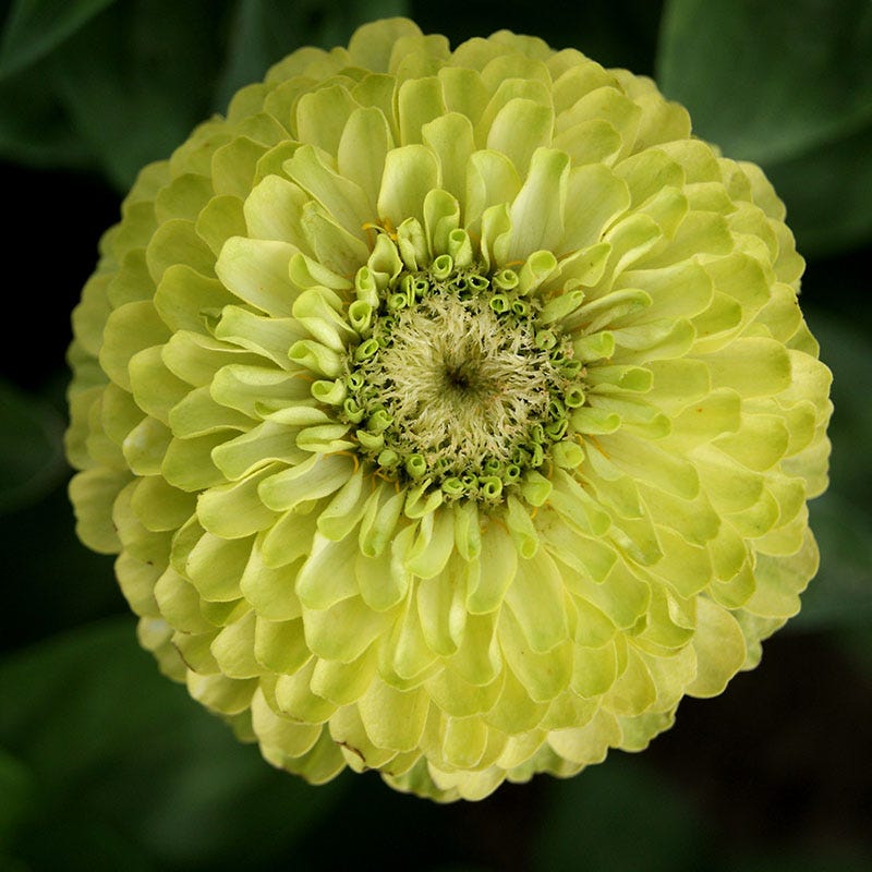 Pink Lemonade Zinnia Seed Mix - Image 3