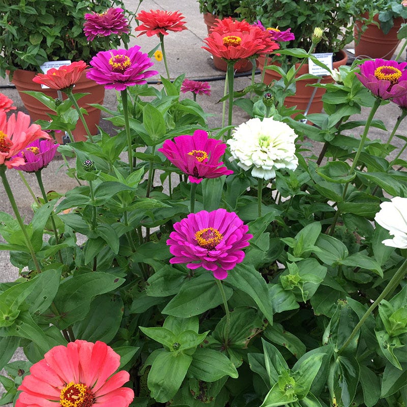 Under The Sea Zinnia Seed Mix - Image 3