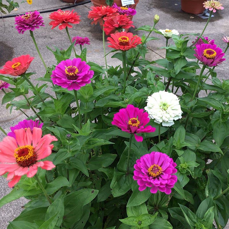 Under The Sea Zinnia Seed Mix - Image 4