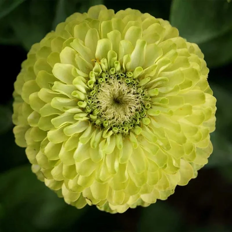 Zesty Citrus Zinnia Seed Mix - Image 2