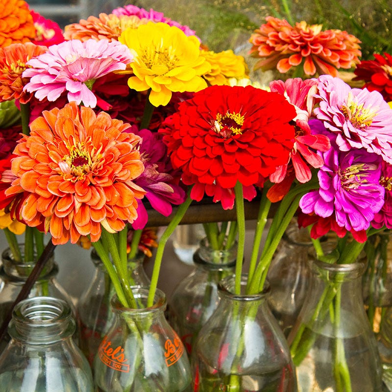 California Giants Zinnia Seeds - Image 2