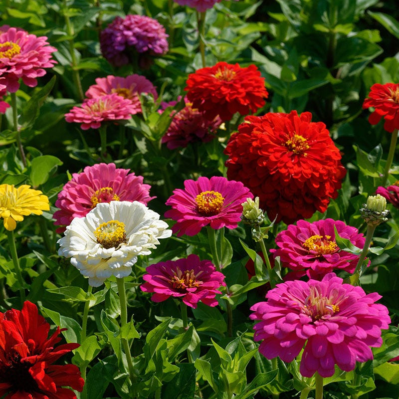 California Giants Zinnia Seeds - Image 3