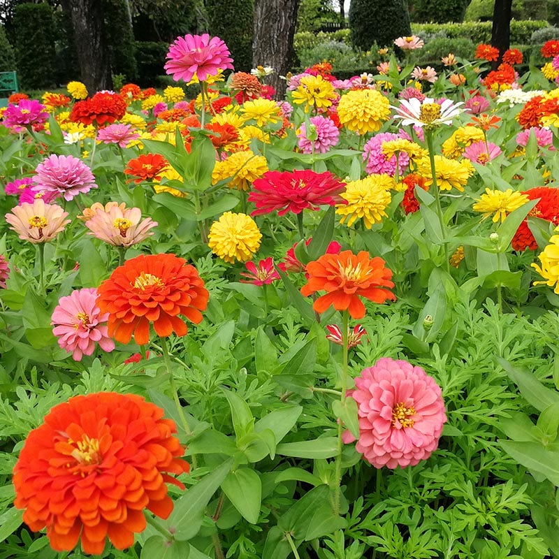Petal Parade Zinnia Seed Packet Set - Image 5
