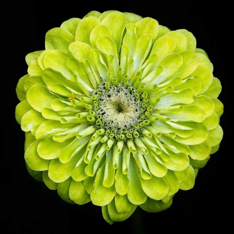 Envy Zinnia Seeds - Image 2