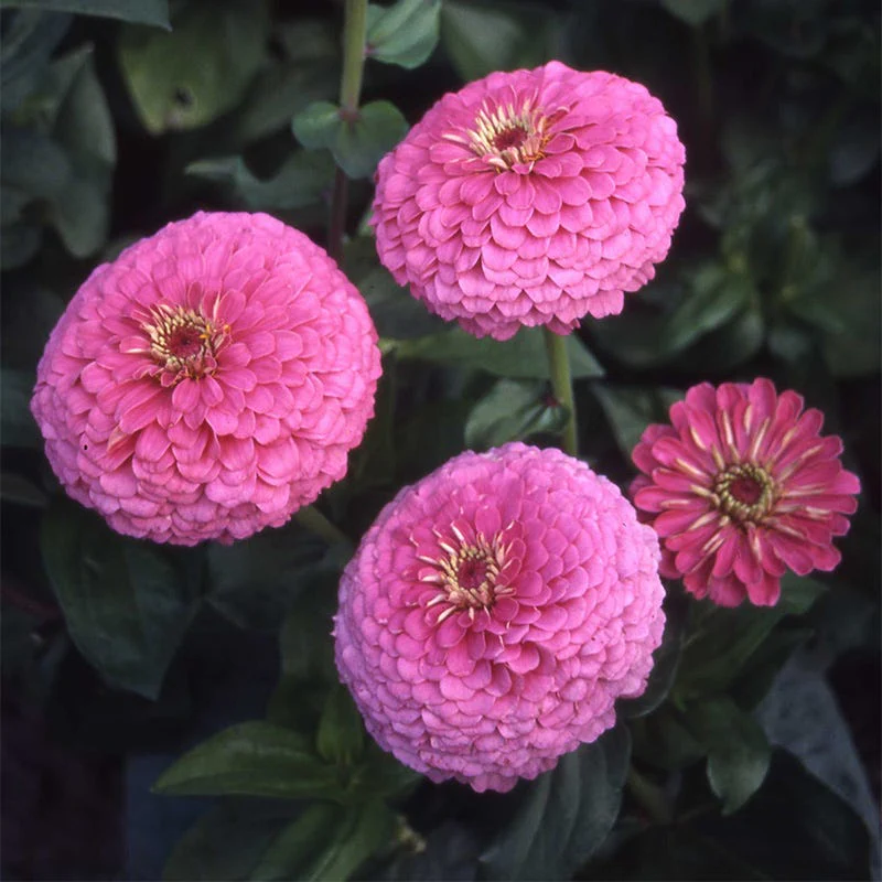 Illumination Zinnia Seeds - Image 2