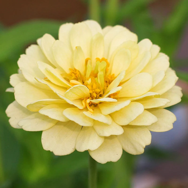 Isabellina Zinnia Seeds - Image 2