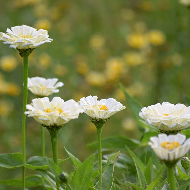 Polar Bear Zinnia Seeds - Image 2