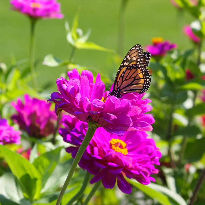 Purple Prince Zinnia Seeds - Image 2