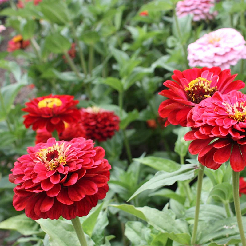 Will Rogers Zinnia Seeds - Image 2