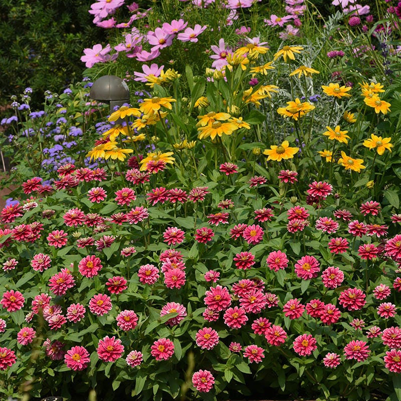 Zahara™ Double Raspberry Ripple Zinnia Seeds - Image 2